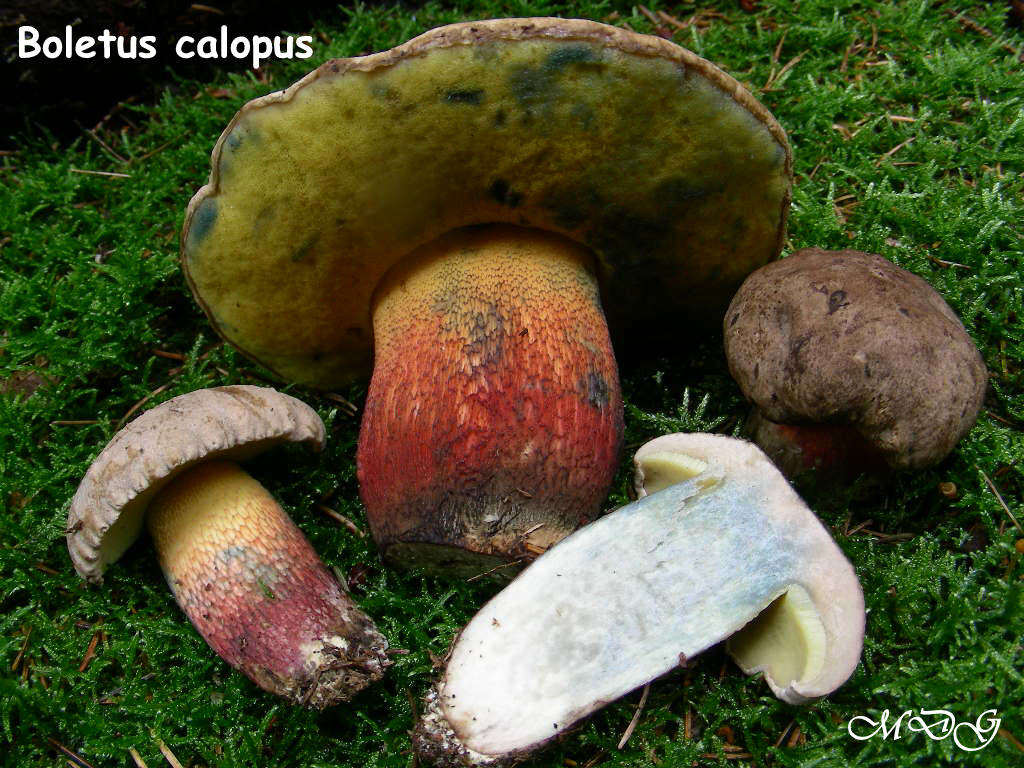 Xerocomus con gambo squamoso